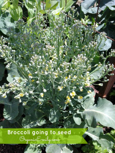 Broccoli Going to Seed