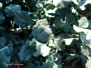 harvesting and Using Broccoli