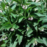 Growing and Using Medicinal Herbs: Comfrey