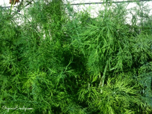 Growing and Using Herbs: Dill