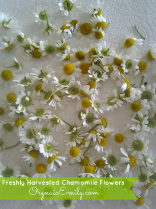 Harvested Chamomile Flowers
