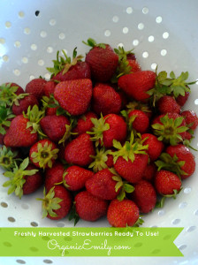 Harvested Strawberries