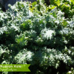 Growing and Using Vegetables: Kale