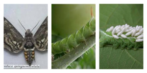 Tomato horn Worm Collge
