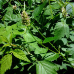 Growing and Using Medicinal Herbs: Catnip
