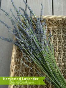 Harvested Lavender