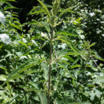 Growing and Using Medicinal Herbs: Nettle