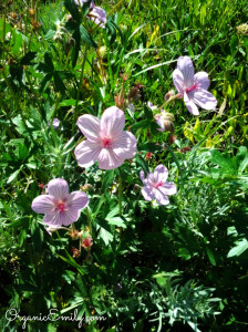Wild Pink Geranium