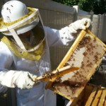 August 2013 Honey Harvest