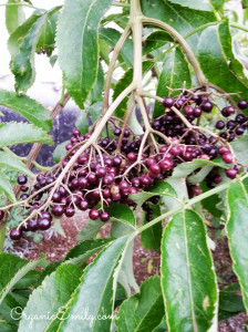 Elderberries on Plant