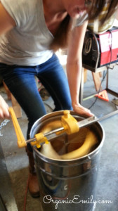 Extracting Honey 1