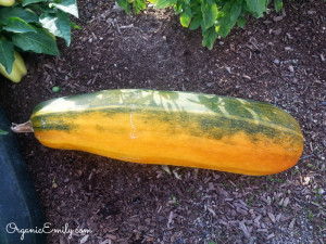 mature zucchini ready to harvest seeds