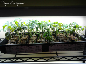Seedlings Under Lights