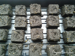 Soil Blocks