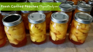 Fresh Canned Peaches