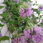 Medicinal Herb – Bee Balm