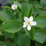 Medicinal Herb – Blackberry and Raspberry