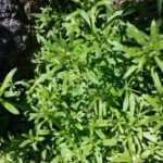 Medicinal Herb – Cleavers