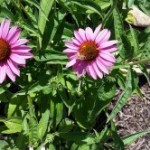 Medicinal Herb – Cone Flowers