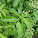 Medicinal Herb – Elder