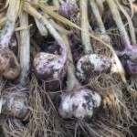 Medicinal Herb – Garlic and Onion