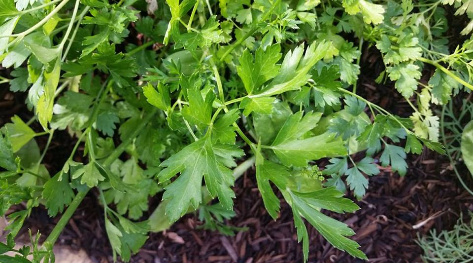 Medicinal Herb – Parsley