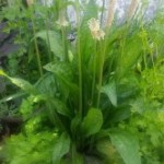 Medicinal herb – Plantain