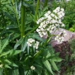 Medicinal Herb – Valerian