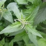 Medicinal Herb – Nettles