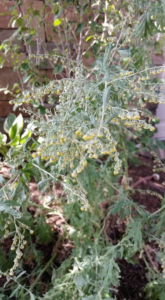 Medicinal Herb – Wormwood