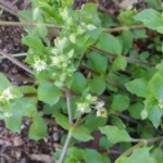 Medicinal Herb – Chickweed