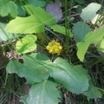 Medicinal Herb – Oregon Grape